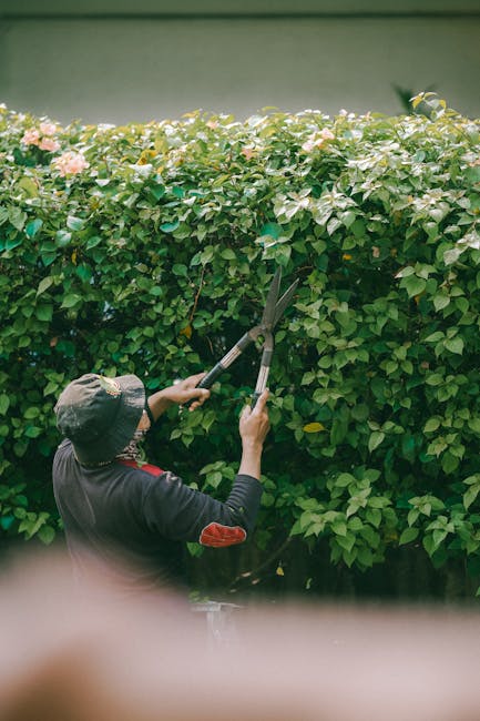 A gardener, wearing a wide-brimmed hat and dark clothing with red elbow patches, is trimming a dense, green hedge with long-handled hedge shears. The hedge has a lush, leafy appearance with some light